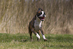 Deutscher Boxer