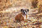 Deutscher Boxer im Herbst