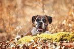 Deutscher Boxer im Herbst