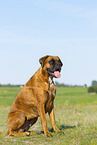 ausgewachsener Deutscher Boxer