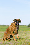 ausgewachsener Deutscher Boxer