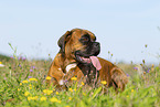 ausgewachsener Deutscher Boxer