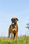 ausgewachsener Deutscher Boxer