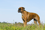 ausgewachsener Deutscher Boxer