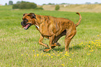 ausgewachsener Deutscher Boxer