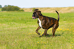 Deutscher Boxer im Sommer