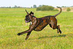 Deutscher Boxer im Sommer