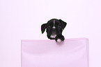Deutscher Boxer Welpe