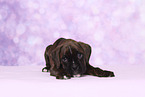 Deutscher Boxer Welpe