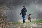 Deutscher Boxer im Herbst