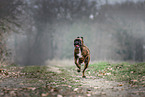 Deutscher Boxer im Herbst