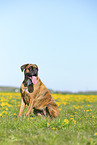 Deutscher Boxer im Sommer