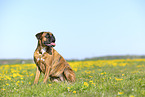 Deutscher Boxer im Sommer