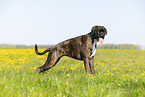 Deutscher Boxer im Sommer