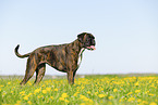 Deutscher Boxer im Sommer