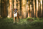 Deutscher Boxer