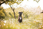 Deutscher Boxer