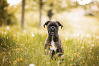 Deutscher Boxer