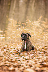 Deutscher Boxer
