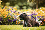 Deutscher Boxer