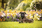 Deutscher Boxer