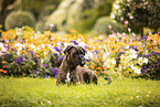 Deutscher Boxer
