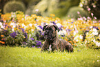 Deutscher Boxer