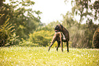 Deutscher Boxer