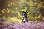 Deutscher Boxer