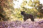 Deutscher Boxer