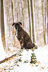 Deutscher Boxer im Schnee