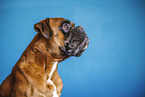Deutscher Boxer