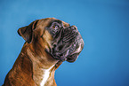 Deutscher Boxer