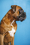 Deutscher Boxer