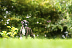 Deutscher Boxer Welpe