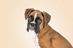 junger Boxer