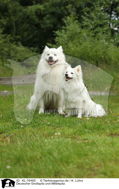 Deutscher Grospitz und Mittelspitz / KL-16485
