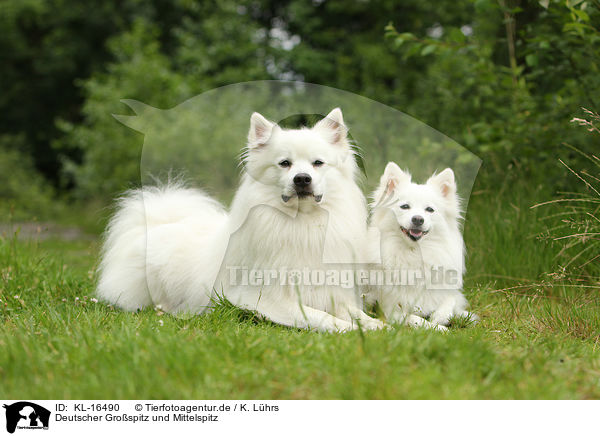Deutscher Grospitz und Mittelspitz / KL-16490