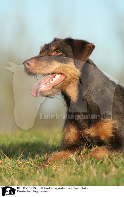 Deutscher Jagdterrier / IF-03513