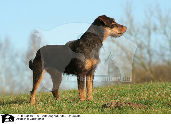 Deutscher Jagdterrier / IF-03516