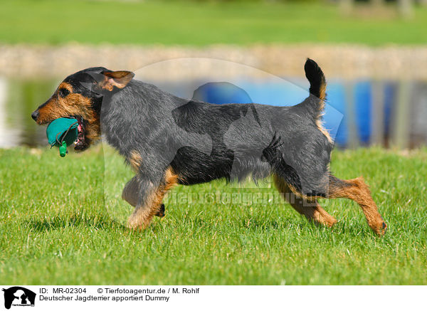 Deutscher Jagdterrier apportiert Dummy / MR-02304