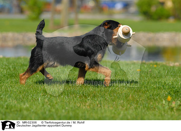 Deutscher Jagdterrier apportiert Dummy / German Hunting Terrier / MR-02306