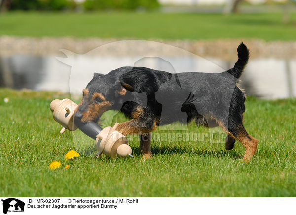 Deutscher Jagdterrier apportiert Dummy / MR-02307