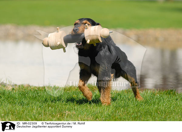 Deutscher Jagdterrier apportiert Dummy / German Hunting Terrier / MR-02309