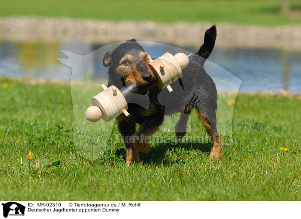 Deutscher Jagdterrier apportiert Dummy / German Hunting Terrier / MR-02310