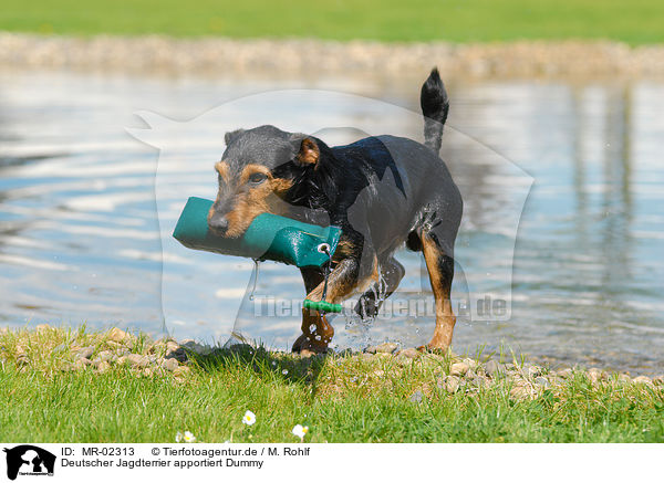 Deutscher Jagdterrier apportiert Dummy / German Hunting Terrier / MR-02313