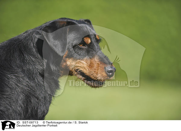 Deutscher Jagdterrier Portrait / SST-08713
