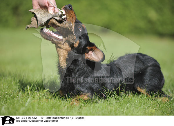 liegender Deutscher Jagdterrier / lying german hunting terrier / SST-08722