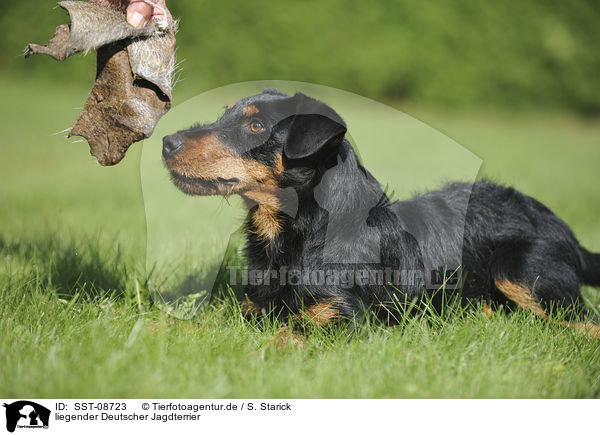 liegender Deutscher Jagdterrier / SST-08723