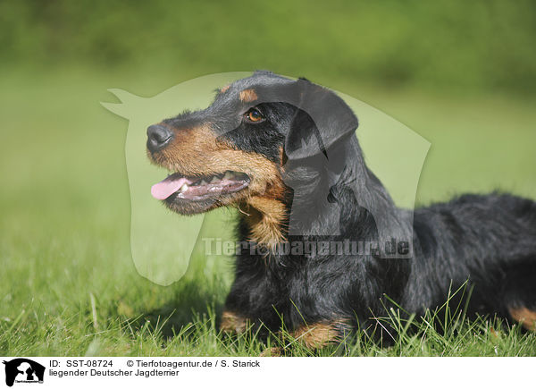 liegender Deutscher Jagdterrier / lying german hunting terrier / SST-08724